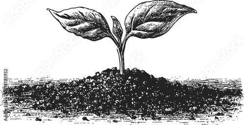 Seedling sketch hand drawn young plant sprouting from soil — stock vector