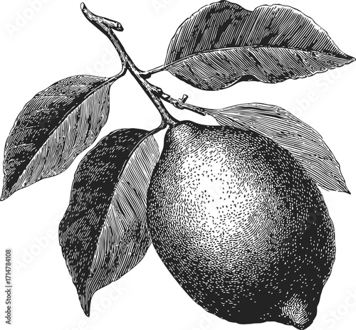 Lemon with leaves sketch hand drawn botanical fruit illustration — stock vector