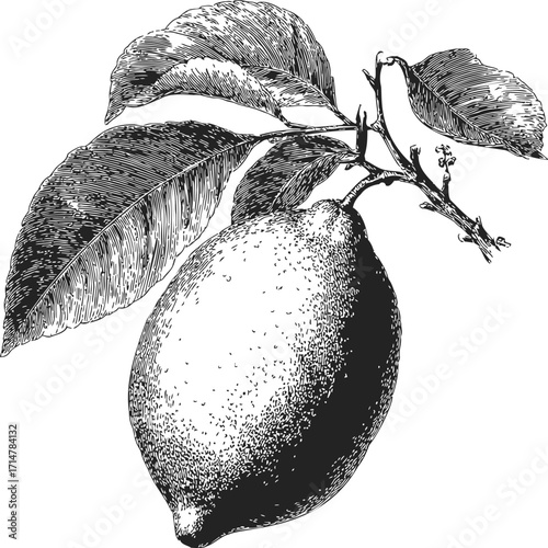Lemon with leaves sketch hand drawn botanical detailed illustration — stock vector