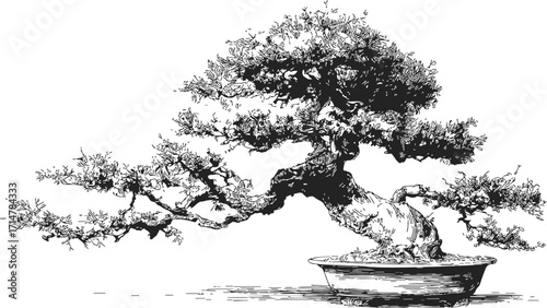 Bonsai tree sketch, hand drawn style, detailed miniature tree in shallow pot — stock vector