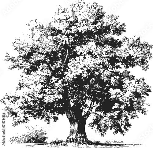 Tree sketch hand drawn detailed foliage and trunk black and white — stock vector