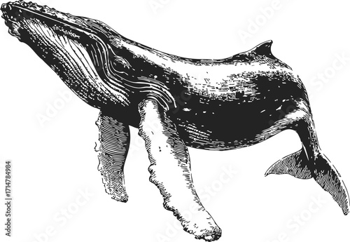 Humpback whale sketch hand drawn style detailed marine animal illustration — stock vector