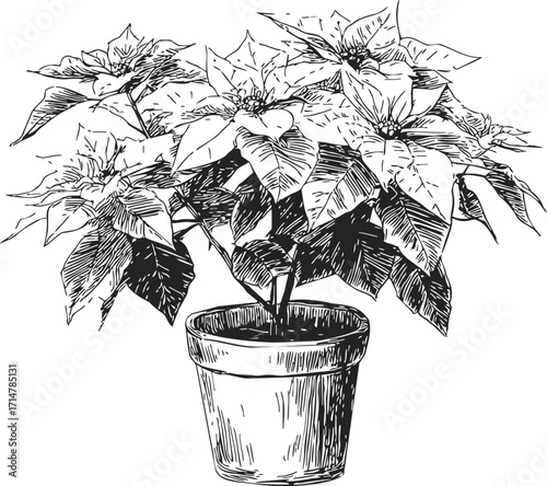 Poinsettia plant sketch, hand drawn potted holiday flower with detailed leaves — stock vector