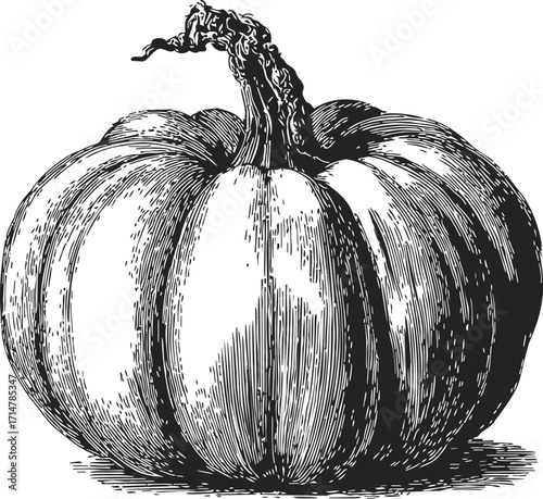 Pumpkin sketch hand drawn detailed botanical illustration with textured stem — stock vector