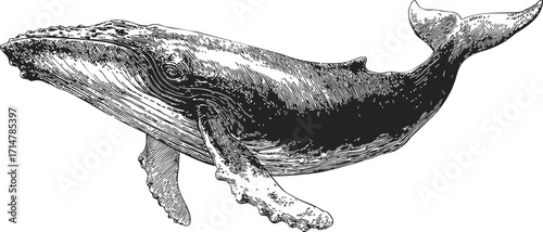 Humpback whale sketch hand drawn detailed side view illustration — stock vector