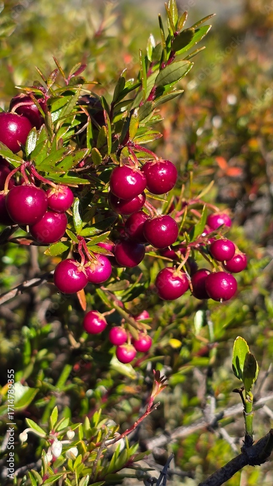 Obraz premium Fresh red berries growing in the sunlight with a soft green background, a vibrant detail of natural fruit and wild plants.