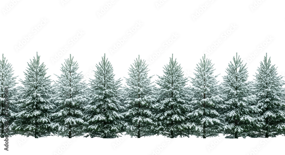 Obraz premium Lush vibrant green pine trees with fresh powdery white snow on branches and a clean ground line, against a seamless transparent studio background with copy space, concept of serene winter nature and