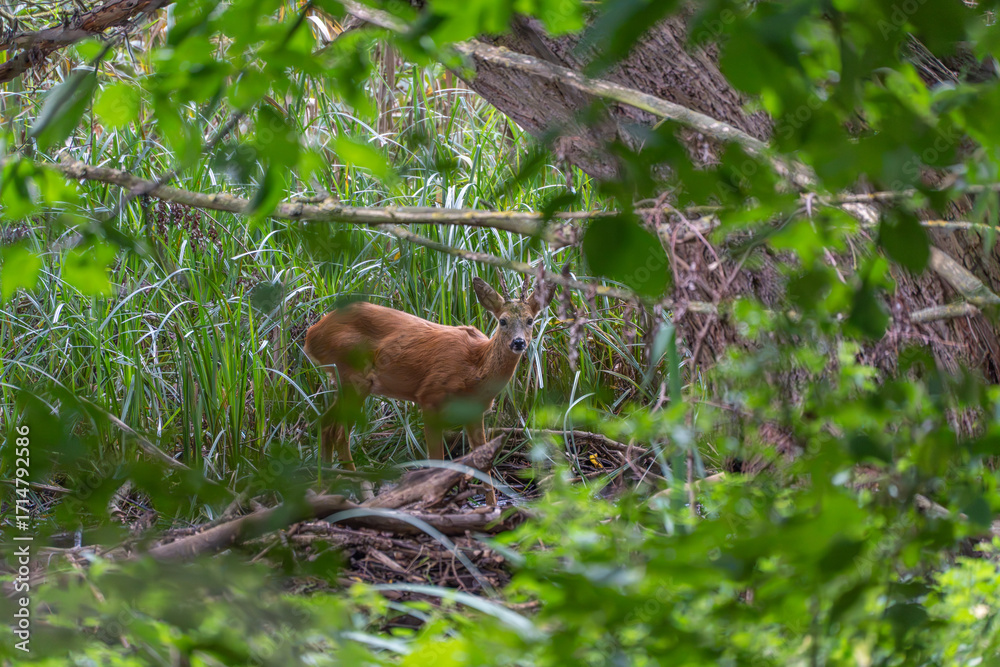 Fototapeta premium Roe deer partially hidden in forest. A roe deer peers through the forest brush, blending with its surroundings. The animal appears calm yet cautious.