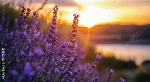 Beautiful Lavender Field Under a Vibrant Sunset Sky by the Water