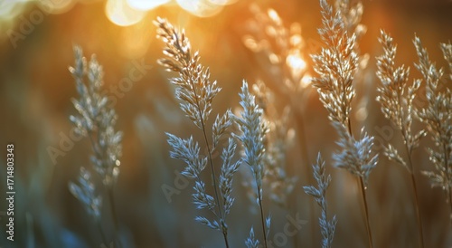 Golden Sunlight Shining Through Tall Grass During a Peaceful Evening in Nature