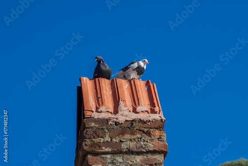 Two pigeons perched on red clay tile chimney against brilliant blue sky, urban wildlife birds resting on traditional Mediterranean rooftop on sunny day