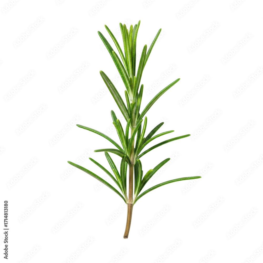 Fototapeta premium Fresh vibrant green rosemary sprig with needle-like leaves and brown stem on a transparent background, soft shadows, ample copy space, studio product concept