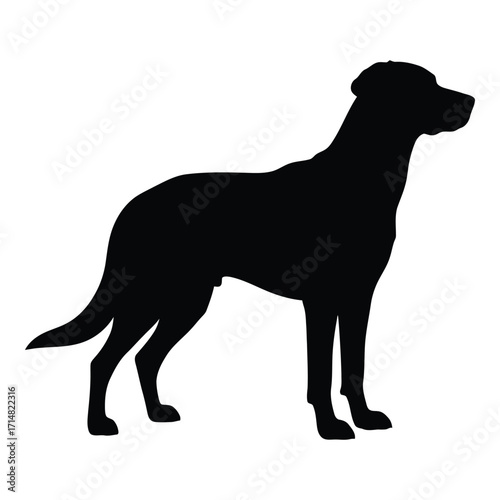 A dark shape of a labrador retriever standing a striking silhouette