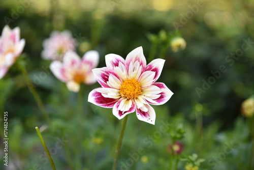 Dahlia blanc et rouge au jardin en été