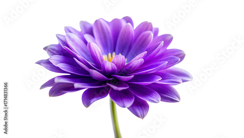 Vibrant Purple Flower, Isolated on Black Background: Elegant, Serene, and Detailed Macro Photography.