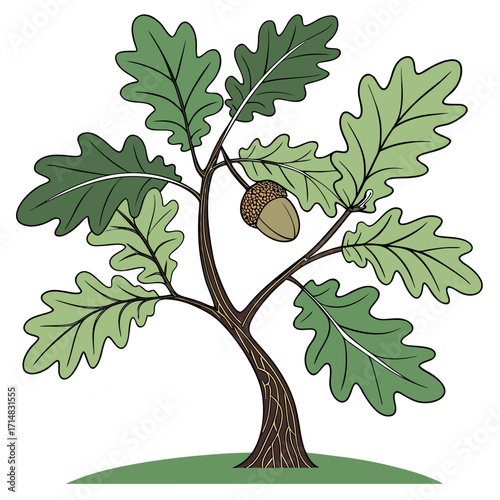 oak tree with acorns
