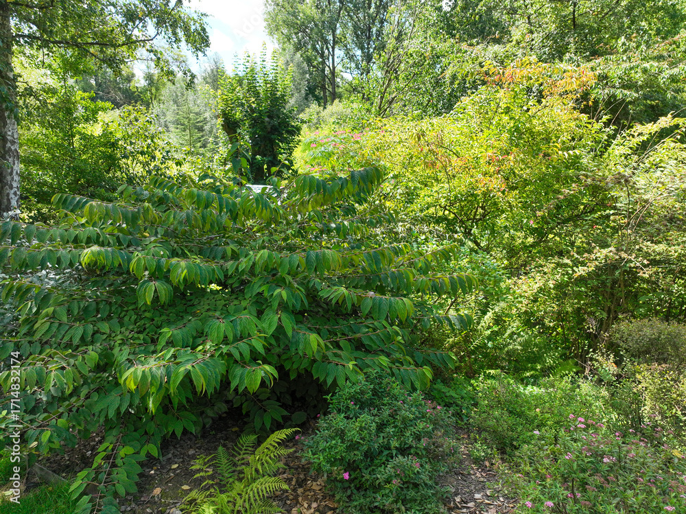Obraz premium English green garden multiple type of trees and plants during sunny summer season