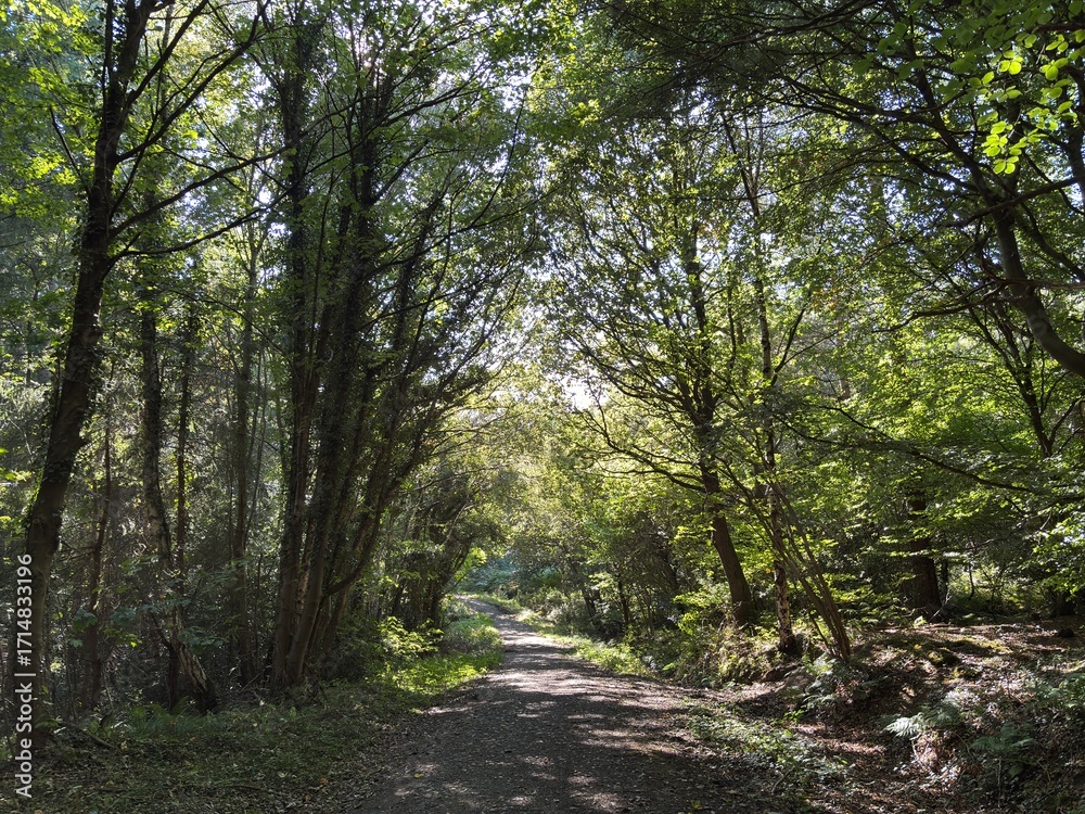 Fototapeta premium Path through a woodland in summer