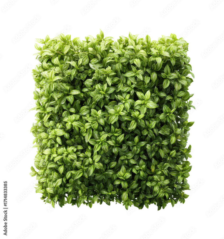Naklejka premium Lush green plant wall space nature modern PNG, isolated on transparent background