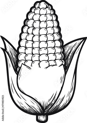Corn cob sketch hand drawn style with husk and kernels isolated on white — stock vector