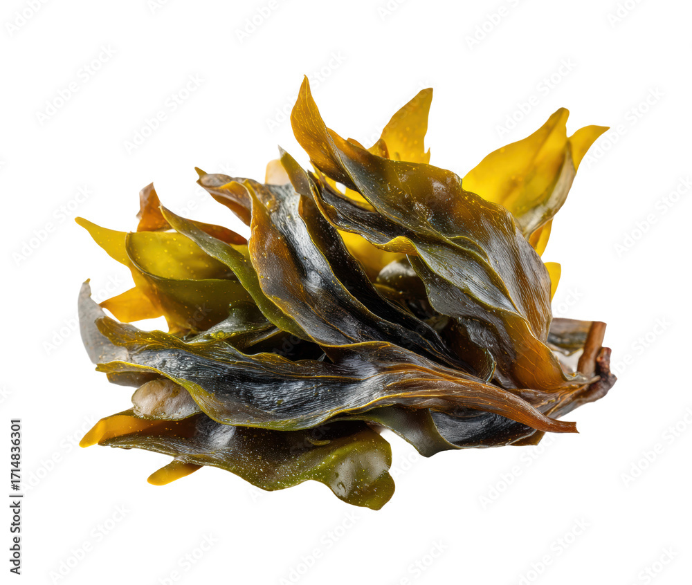 Fototapeta premium Harvesting seaweed coastal region food nature PNG, isolated on transparent background