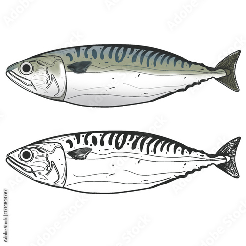Plate of mackerels Vector Illustration 