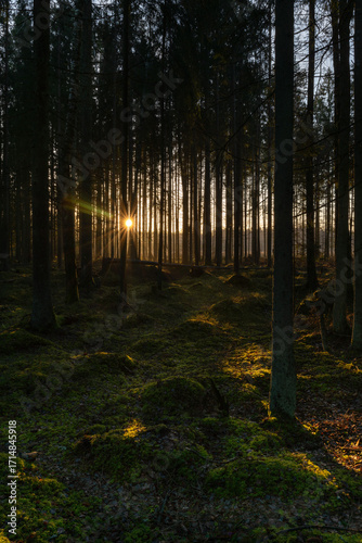 Light enters the dark forest.