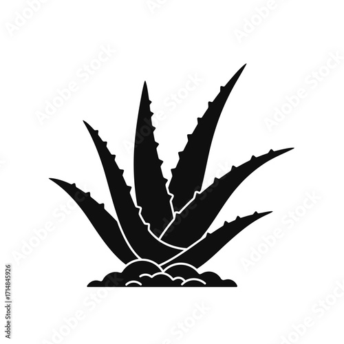 Silhouette of aloe vera plant with serrated leaves growing from soil on a white background. EPS 10.