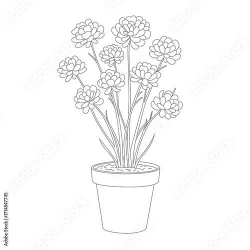 Botanical line drawing of potted flowering plant with clustered blooms and lance-shaped leaves on a white background. EPS 10.
