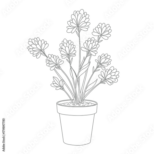 Botanical line drawing of potted flowering plant with clustered blooms and lance-shaped leaves on a white background. EPS 10.