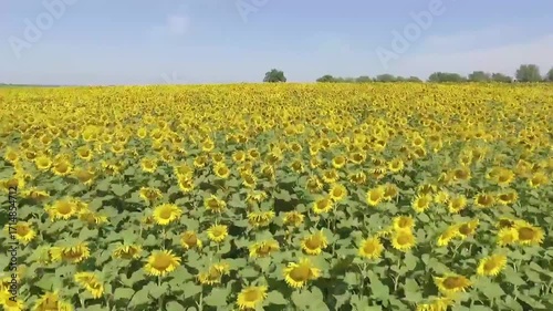 field of yellow flowers