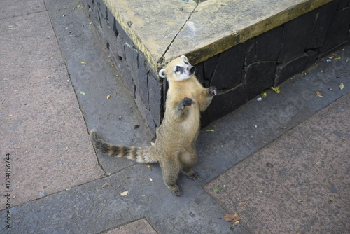 Cute South American Coati