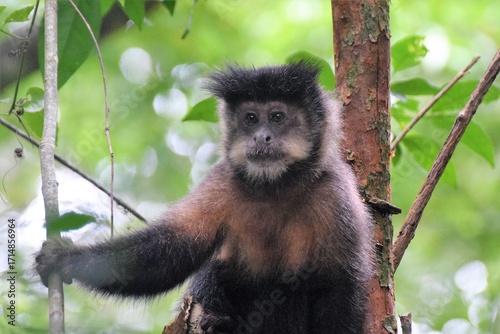 
BLACK CAPUCHIN MONKEY