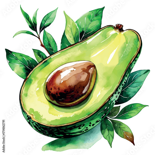 Watercolor vector of avocado cut in half with seed, healthy fat fruit, isolated