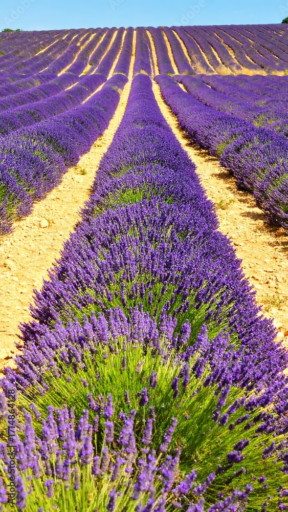 Naklejka premium Lavender field, rows of purple blooms, sunlit