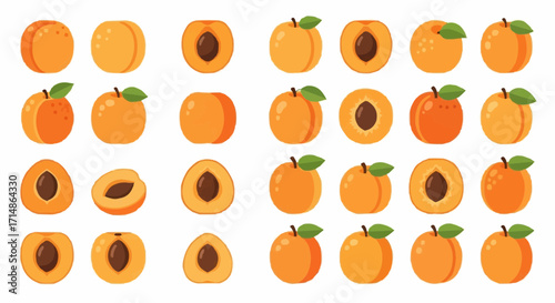 Fruits collection of apricot fruit illustrations whole and halved with pit for healthy eating and cooking needs vector