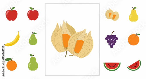 Fruits assorted fruits illustration featuring apples bananas pears grapes oranges watermelon and physalis fruits vector vector