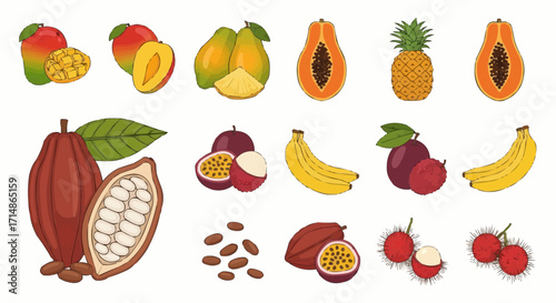 Fruits illustration of tropical fruits including mango papaya pineapple banana cocoa passion fruit and rambutan fruits vector