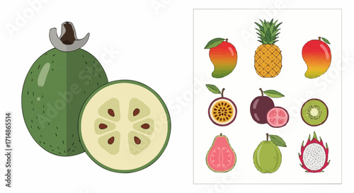 Fruits stock illustration of fresh feijoa fruit with mango pineapple kiwi passionfruit and dragonfruit vector art vector