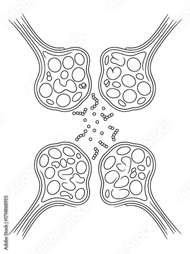 Diagram of synaptic vesicles releasing neurotransmitters into the synaptic cleft