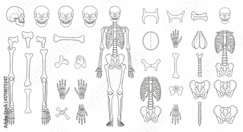 Anatomical Skeleton Outline with Multiple Skull Views and Bone Variations.