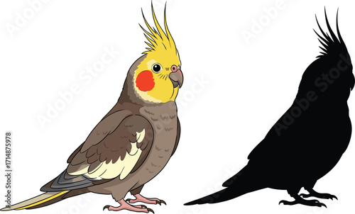 Cockatiel, bird, silhouette, yellow crest, orange cheeks, parrot, tropical, wildlife, illustration, side view, anatomy, feathers, exotic, pet, aviary, nature, 