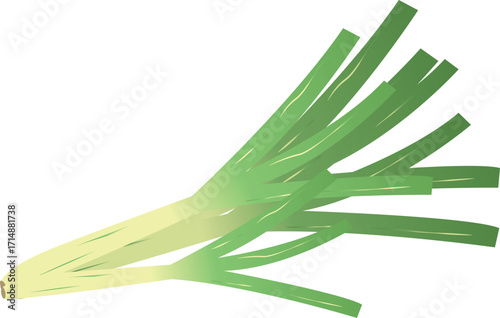 A bunch of fresh leeks with green stalks and white bulbs, laid out on a white background.