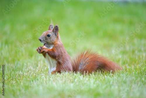 red squirrel on a green grass