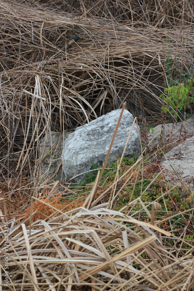 Obraz premium A typical rock laying on a bed of dry wild grasses.