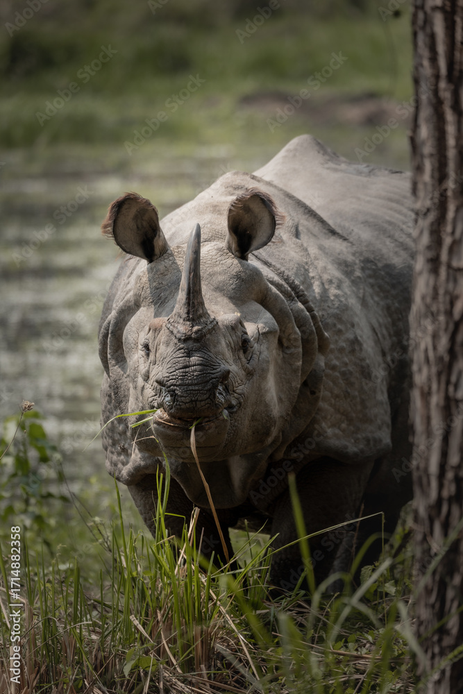 Fototapeta premium Majestic One-Horned Rhino Grazing in Wetlands