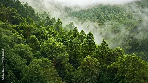 Bright green pine trees cover other trees in a mountain forest landscape under a misty rainy season sky with clouds