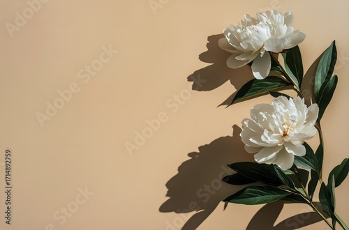 Beautiful White Peonies on Soft Beige Background With Green Leaves Casting Ge...