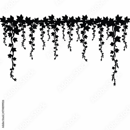 Black silhouette of hanging ivy vines with leaves plant