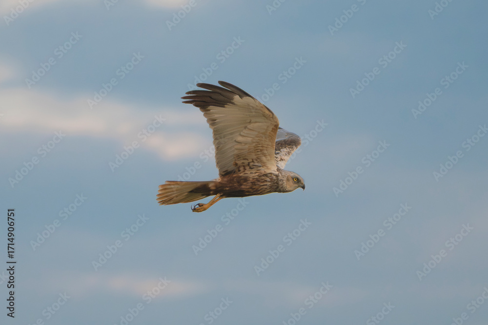 Obraz premium Western Marsh Harrier - Circus aeruginosus with spanned wings in flight with cloudy blue sky in background. Photo from Lubusz Voivodeship in Poland. Isolated.